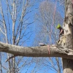 Storm-damaged tree leaning toward the home in Asheville, NC, after heavy winds