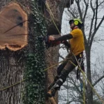 Protecting Your Trees in Asheville from Snow and Ice Damage This Winter