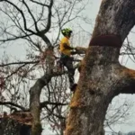 Tree Removal in Asheville & Buncombe County