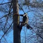 Tree Trimming & Pruning