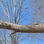 24/7 Emergency Tree Service